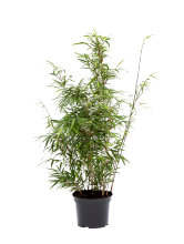Bambu Rufa/Simba Ø23 cm